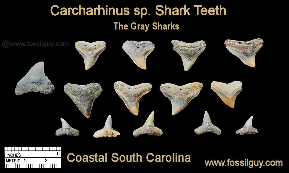 Fossil Carcharhinus - Whaler Shark teeth - gray, dusky, bull.