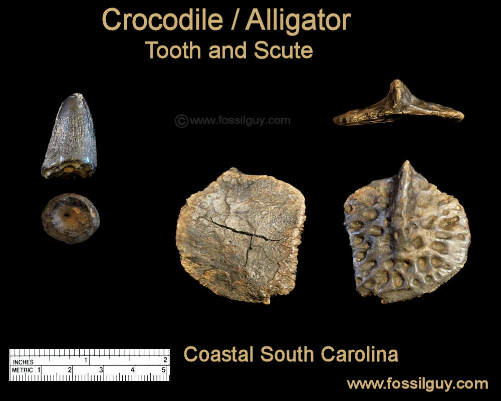 Alligator and/or Crocodile tooth and scute from the Cooper River, South Carolina