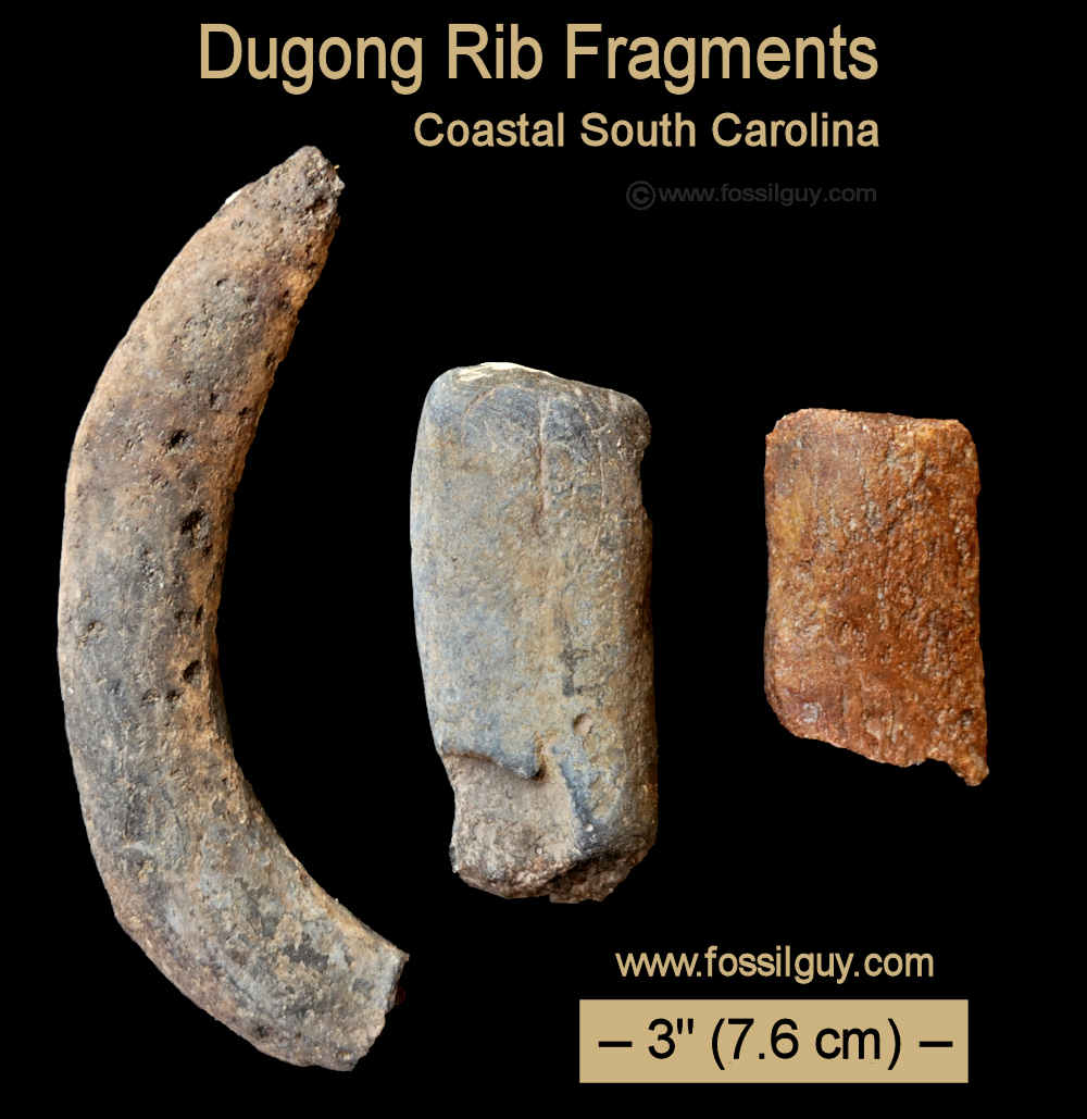 Dugong fossil rib sections from South Carolina.