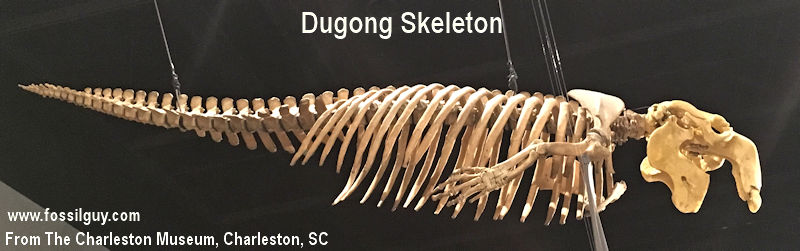Dugong skeleton at the Charleston Museum in South Carolina.