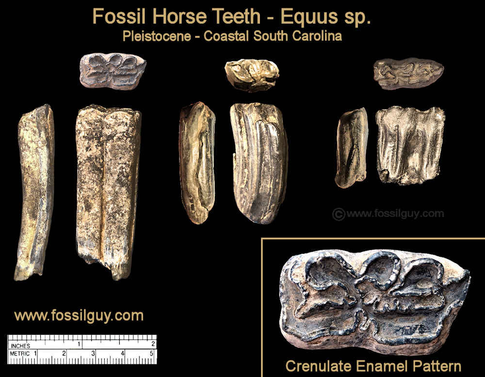 Pleistocene Horse teeth (Equus sp.) from the Pleostocene deposits of Coastal South Carolina.