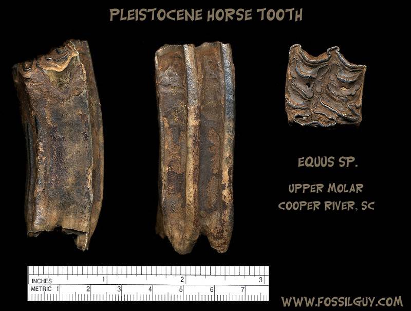 Here is another Pleistocene Horse tooth (Equus sp.) from the Cooper River of South Carolina. .