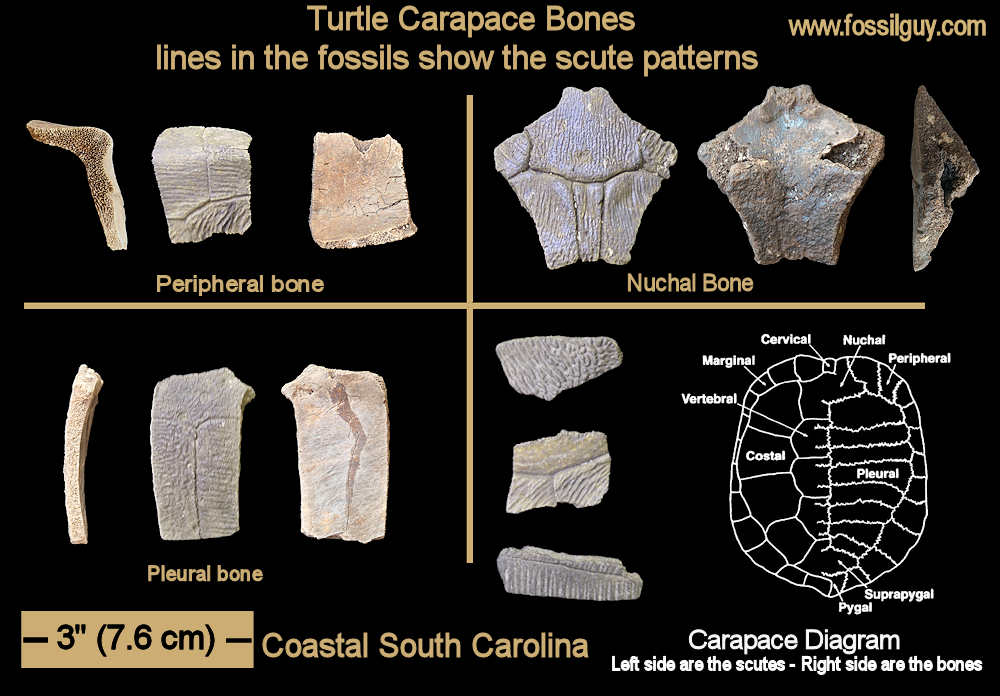 These are Carapace bone fragments from various turtles.  The diagram is a generalized diagram of a turtle carpace.  The scute and bone shapes
vary from genus to genus.