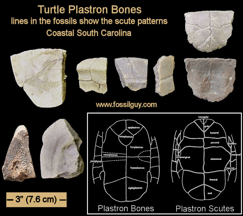 These are Plastron bone fragments from various turtles.  The diagram is a generalized diagram of a turtle plastron.  The scute and bone shapes
vary from genus to genus. Softshell turtle plastrons look very different than the diagram.