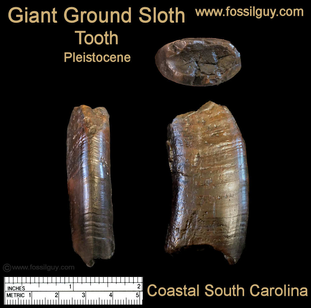 Giant Ground Sloth tooth from the Lowcountry