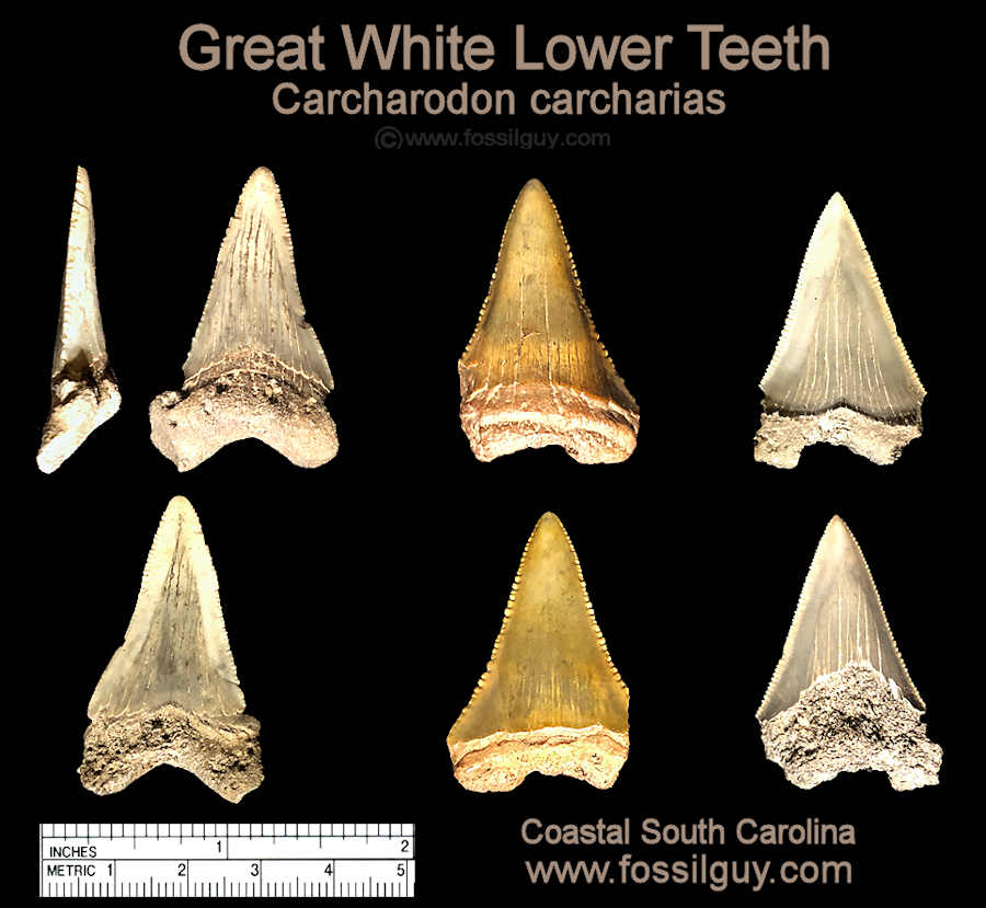 Lower Great White Shark teeth.