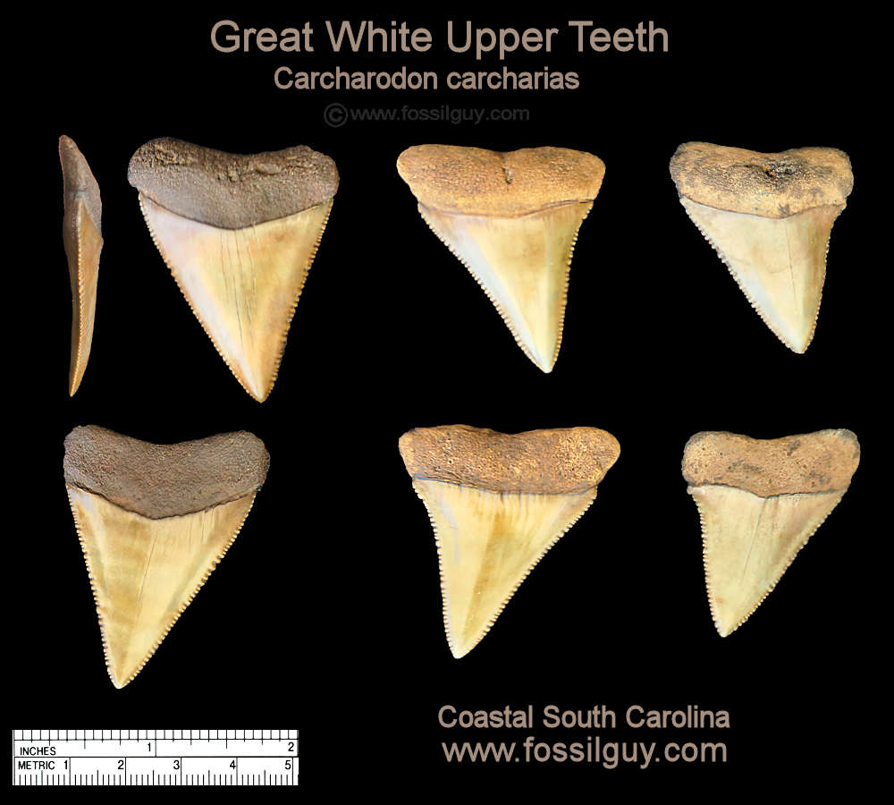 Upper Great White shark teeth from the Cooper River of South Carolina.