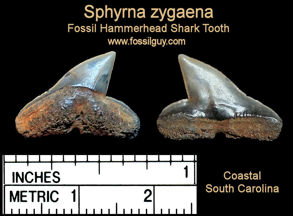 Fossil Hammerhead Shark Tooth.