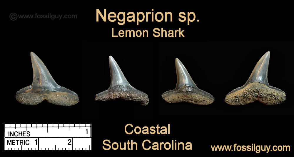 Fossil Lemon Shark teeth from South Carolina.