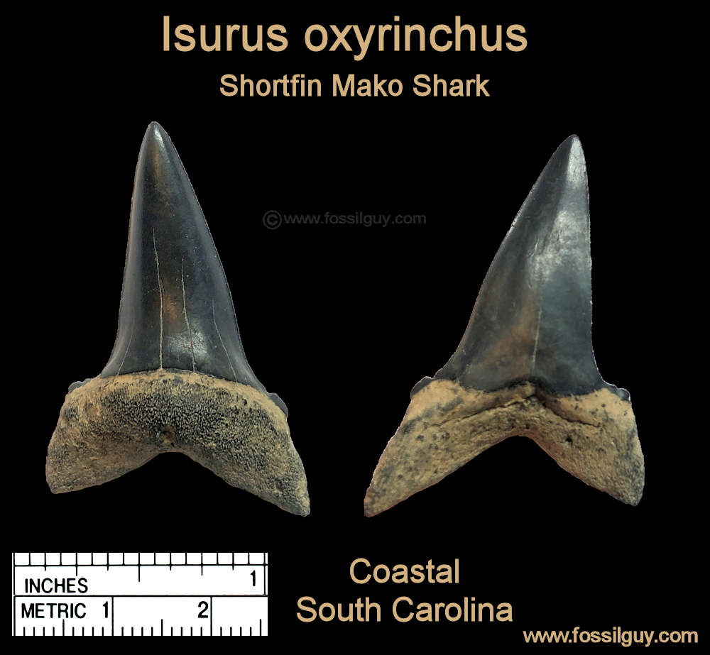 This is a Mako shark tooth Isurus oxyrinchus from South Carolina.  This is about as wide as the blades get on mako sharks.