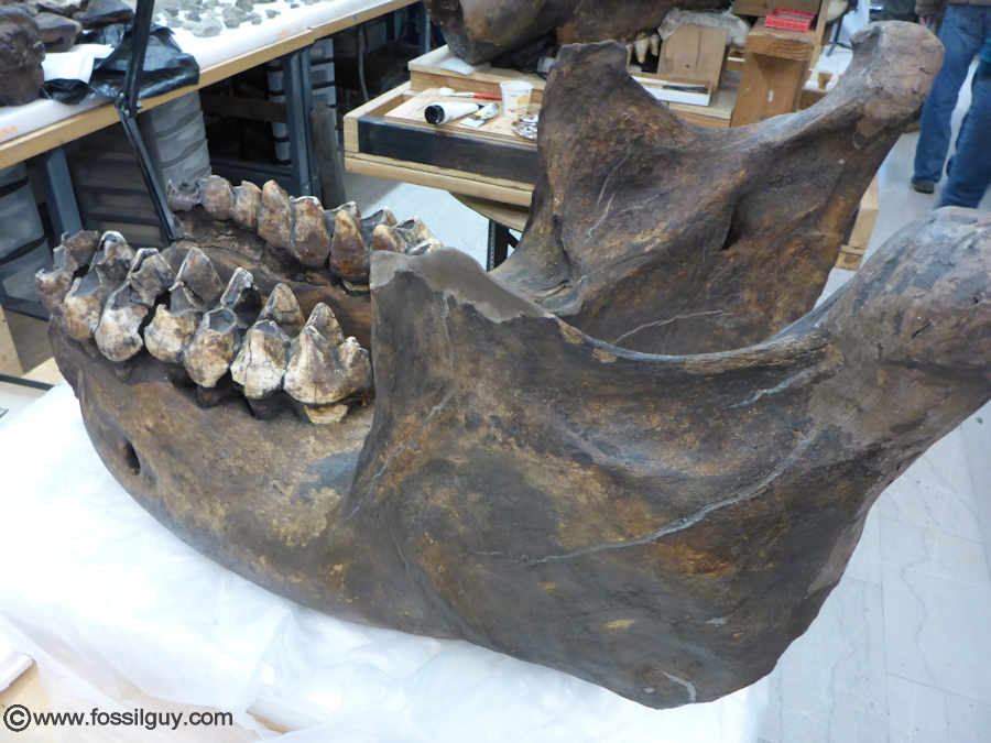 Mastodon lower jaw with teeth from the Carnegie Museum of Natural History