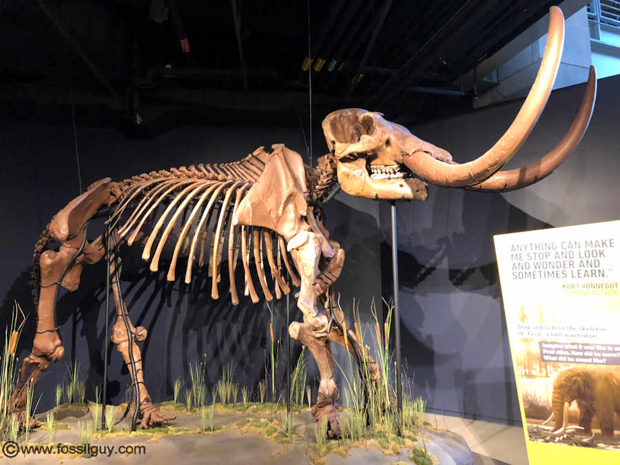 Mastodon specimen from the Indiana State Museum