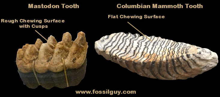 Mastodon vs Mammoth Tooth.