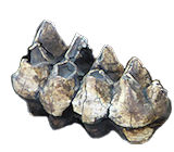mastodon fossils