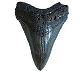 Megatooth Shark Teeth (Megalodon)