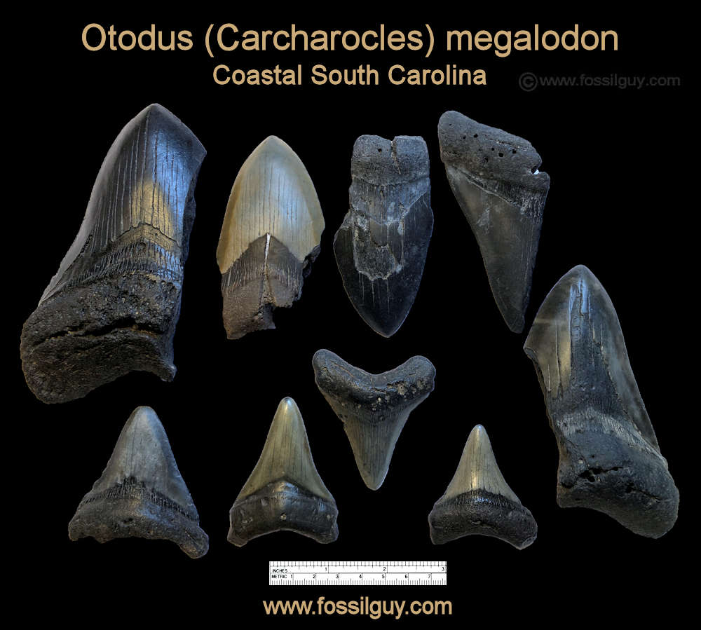 Megalodon Shark teeth.