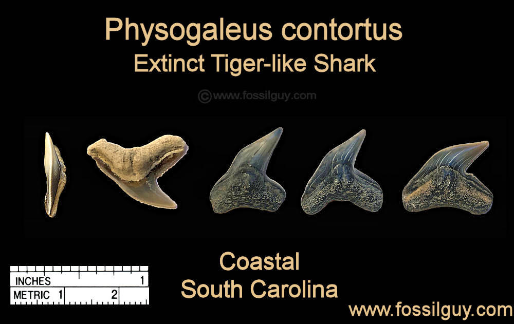 Fossil Tiger Shark Shark tooth - Galeocerdo cuvier