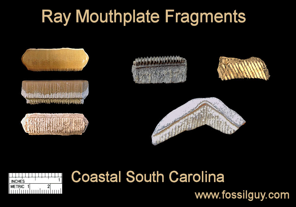 Fragments of fossil ray teeth from the Lowcountry of South Carolina