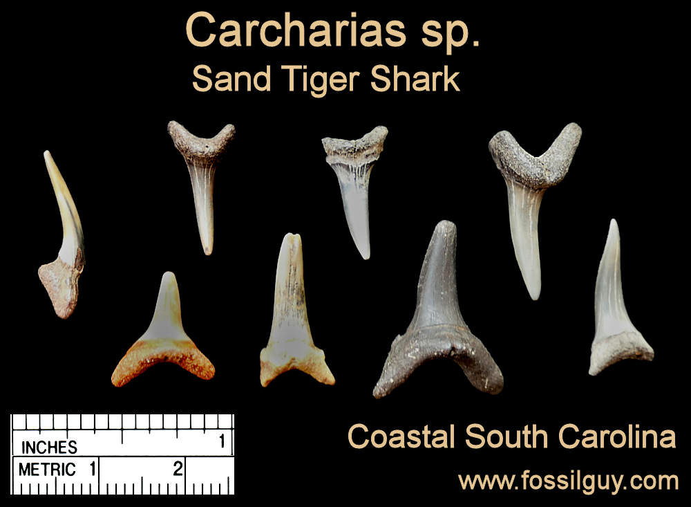 Fossil Sand Tiger Shark Shark teeth from Coastal South Carolina.