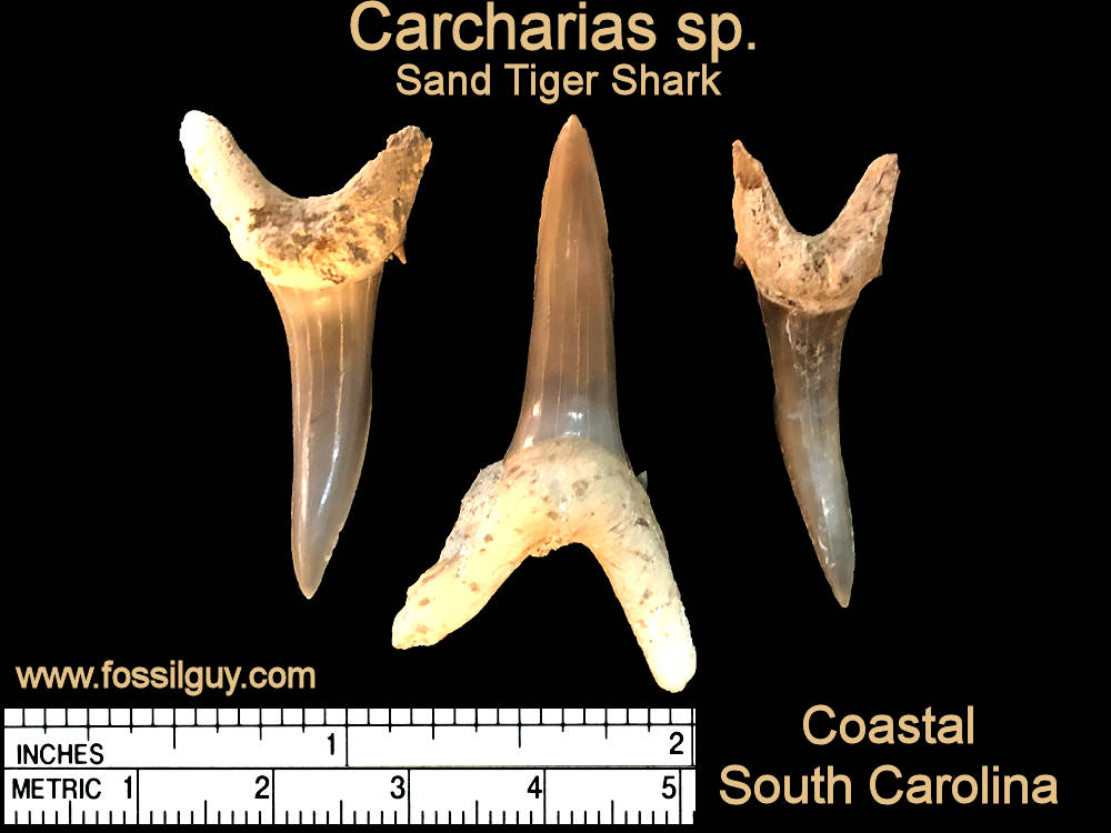 Fossil Sand Tiger Shark Shark teeth from Coastal South Carolina land site.