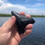Fossil megalodon shark tooth found while diving the Blackwater Rivers