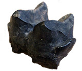 Tapir fossils