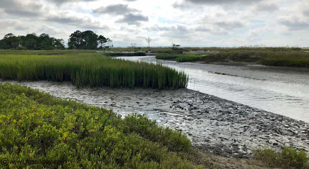 Near the mouth of a tidal creek draining into the Ocean.  Often fossils will wash out of these creeks and rivers onto the beaches.