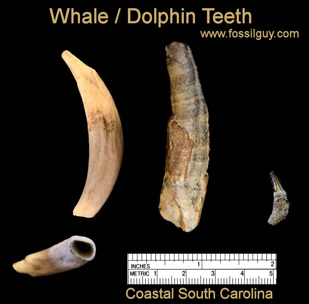 These are sample Bulla and a Periotic from dolphins and a whale.