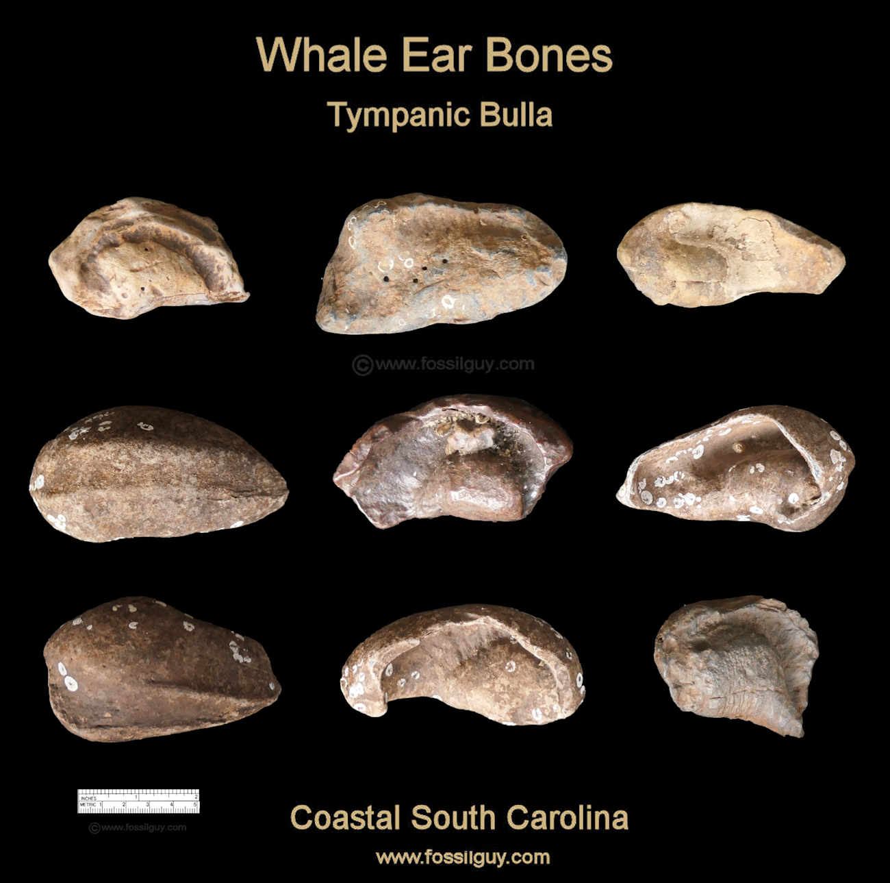 Various Whale Bulla ear bone fossils from South Carolina.