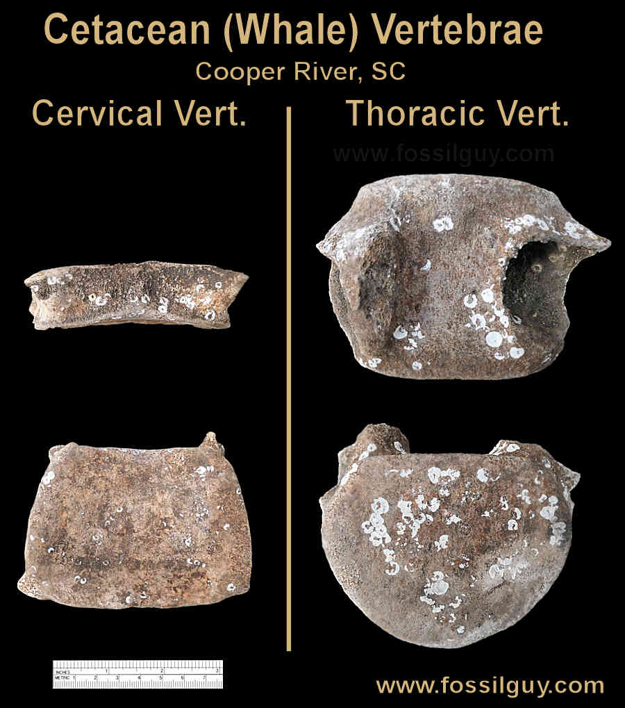 Sample Fossil Whale Vertebra from South Carolina. These are 4-5