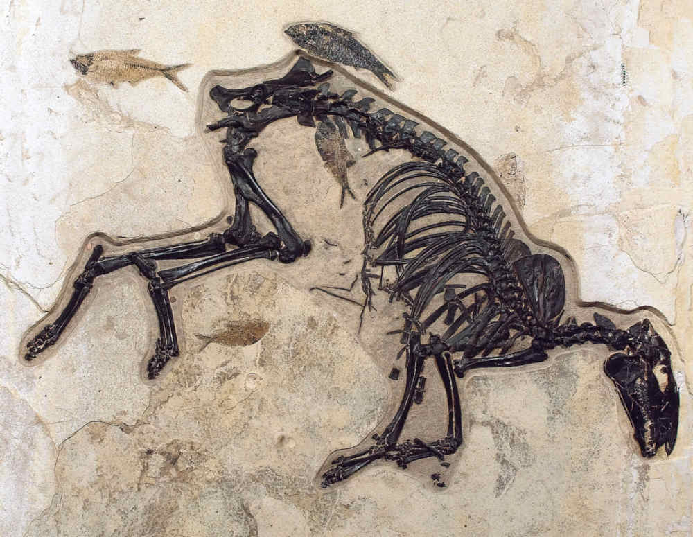 Extremely rare Early Horse (Protorohippus sp.) from the Eocene Green River Formation.