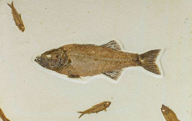 Green River fish with Mioplosus and Knightia