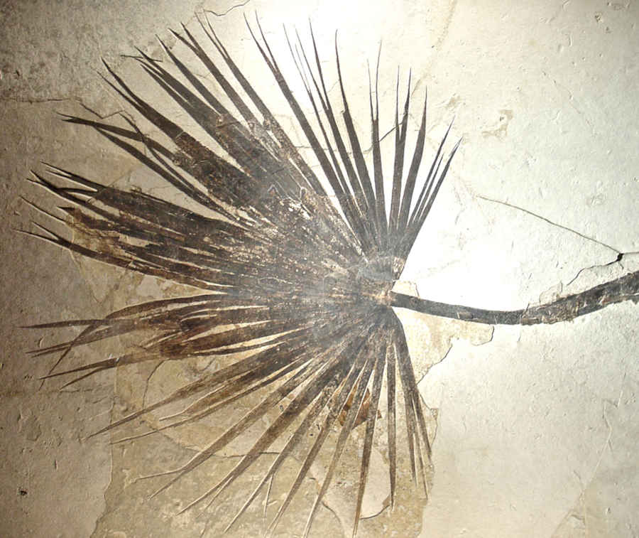 Palm Frond from the Green River Formation