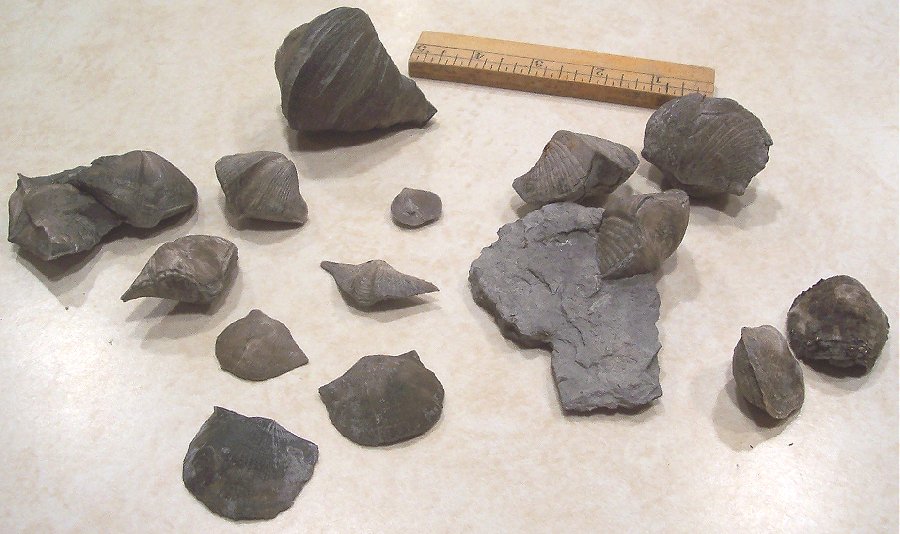 Brachiopods are by far the most common fossil. They come in many different shapes and sizes.