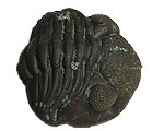 Trilobite Fossils