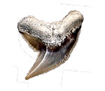 Tiger-Like Shark Fossils