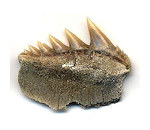 Sevengill Cow Shark
Fossils