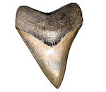 Megalodon Shark Fossils
