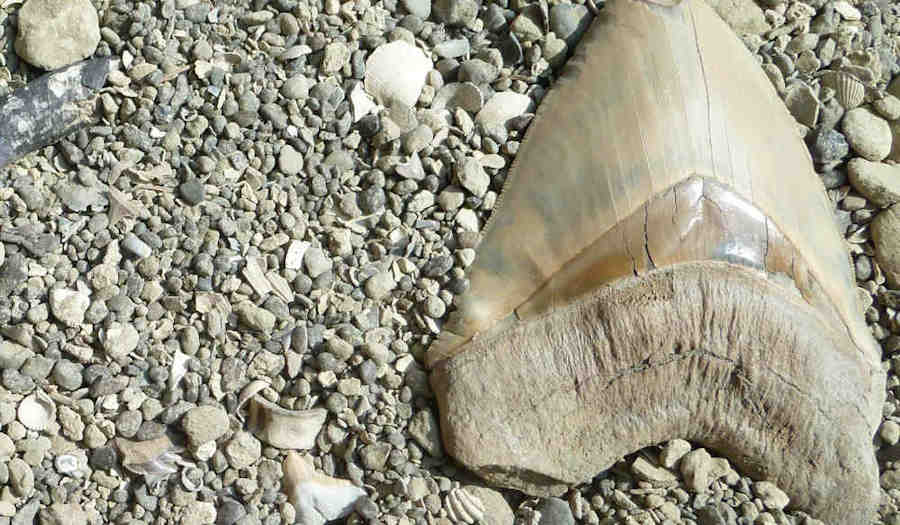 Fossil Identification Guide for Fish and Ray Fossils of Aurora and Coastal North Carolina