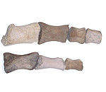 Baleen Whale arm and hand bones