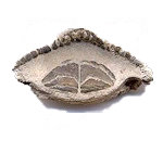 Burrfish fossils