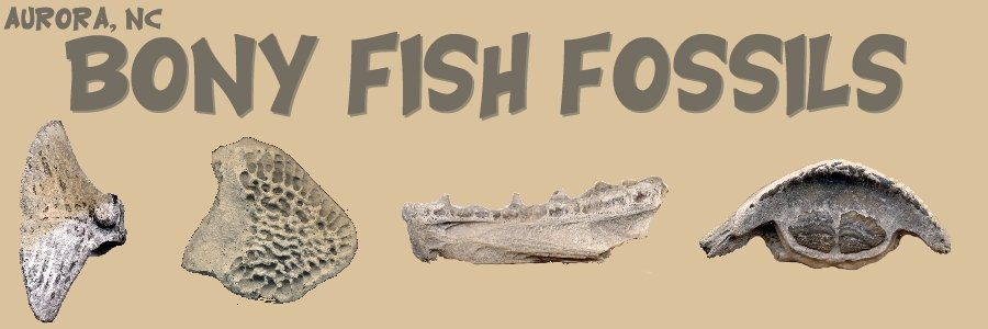 bony fish fossils that can be found in Aurora, NC