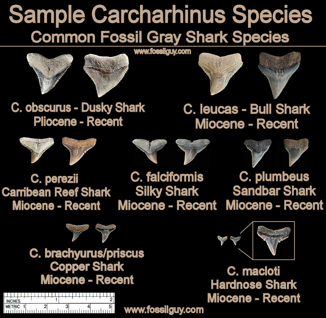 Shark Tooth Identification Chart