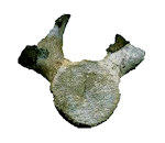 Dolphin Vertebra Fossils