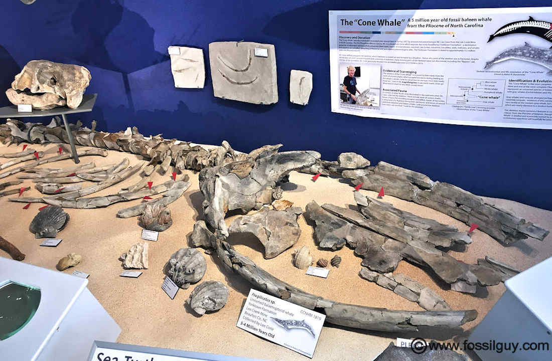 The Cone Whale on display at the Mace Brown Museum - Found by Lee Cone