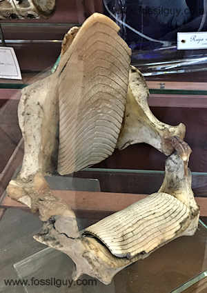 A modern ray jaw, including the upper and lower crushing mouthplates.
This one is on display at the Museum National d'Histoire Naturelle in Paris