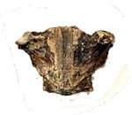 Sarda fossils