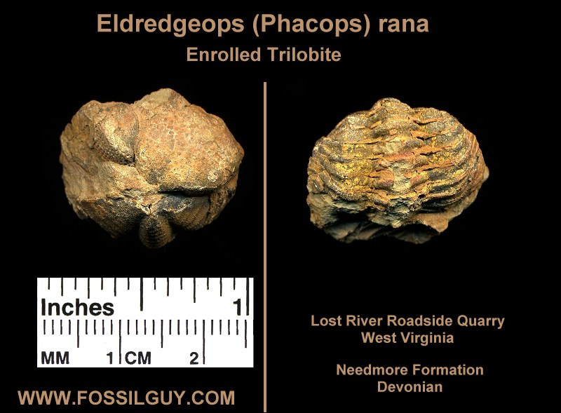 Fossil Enrolled Trilobite - Eldredgeops (Phacops) Rana - West Virginia