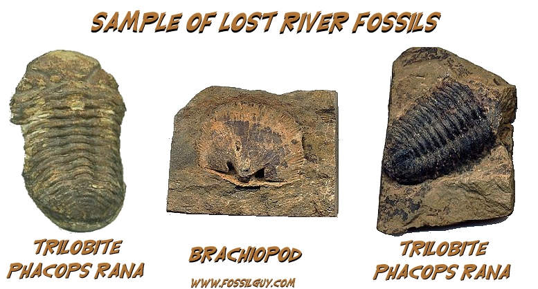 Identification of Fossils from the Devonian Quarry: West Virginia