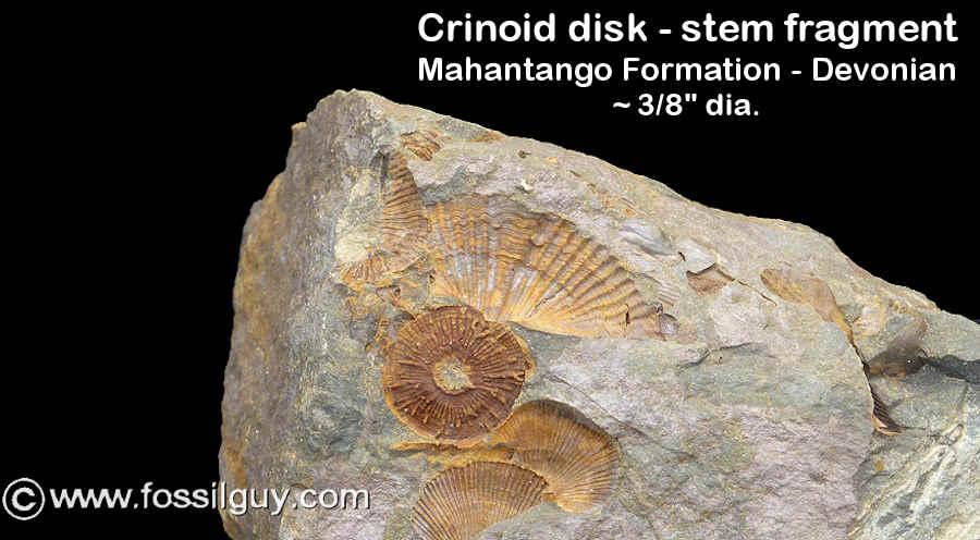 Devonian brachiopod snail coral crinoid fossils Haragan Oklahoma 20 SPECIES 